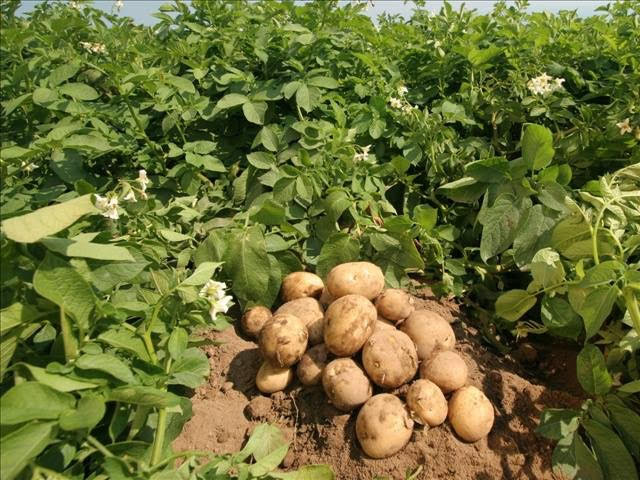 Vicampro potato farm in Jos, Nigeria