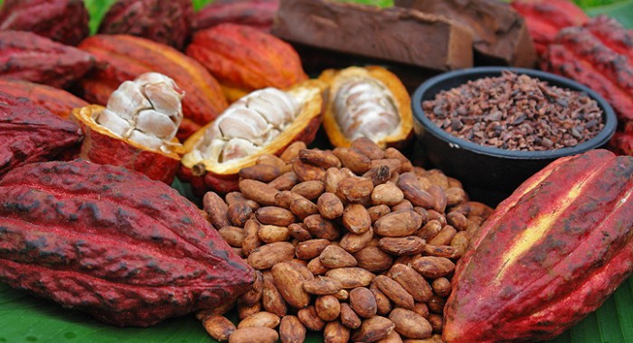 Cocoa
