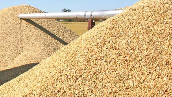 rice-grain Rice