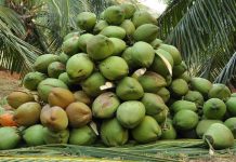 Lagos To Celebrate World Coconut Day On Sunday Coconut-farmers