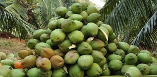 Coconut-farmers